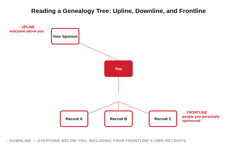 Genealogy Tree Basic Diagram